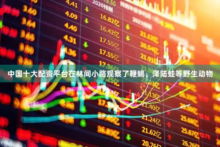 中国十大配资平台在林间小路观察了鞭蝎、泽陆蛙等野生动物